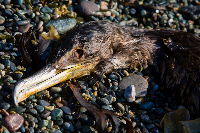 Dead Cormorant